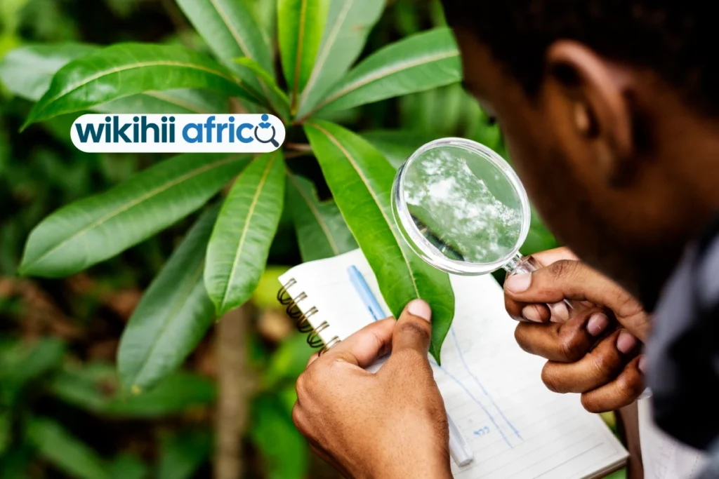 Study Agriculture with the Beefmaster Group Bursary 2026 27